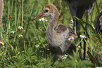 sandhill crane