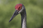 sandhill crane