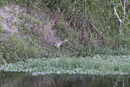 sandhill crane