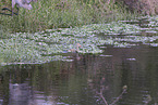 sandhill crane