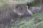 sandhill cranes