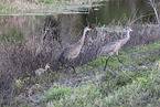 sandhill cranes
