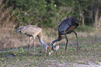 sandhill cranes