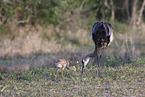 sandhill cranes