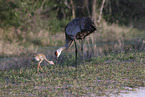 sandhill cranes