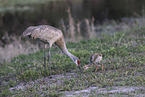 sandhill cranes