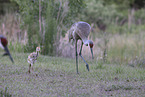 sandhill cranes