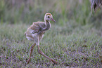 sandhill crane