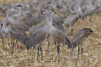sandhill cranes