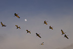sandhill cranes