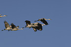 sandhill cranes