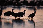 sandhill cranes