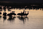sandhill cranes
