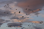 sandhill cranes