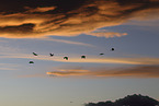 sandhill cranes