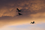 sandhill cranes