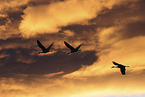 sandhill cranes