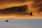 sandhill cranes