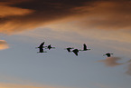 sandhill cranes
