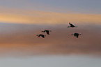 sandhill cranes