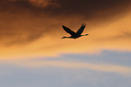 sandhill crane