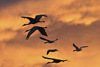 sandhill cranes
