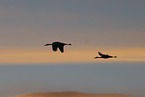 sandhill cranes