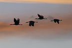 sandhill cranes