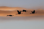 sandhill cranes