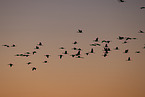 sandhill cranes