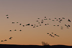 sandhill cranes