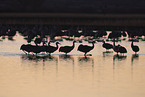 sandhill cranes