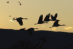 sandhill cranes
