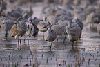 sandhill cranes