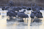 sandhill cranes