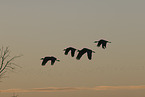 sandhill cranes