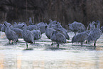 sandhill cranes