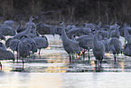 sandhill cranes