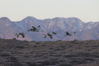 sandhill cranes
