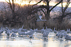 sandhill cranes