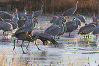 sandhill cranes