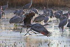 sandhill cranes
