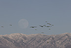 sandhill cranes