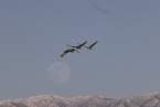 sandhill cranes