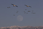 sandhill cranes