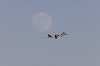 sandhill cranes