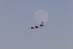 sandhill cranes