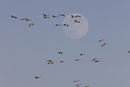 sandhill cranes