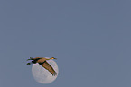 sandhill crane