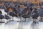 sandhill cranes